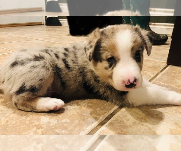 Medium Photo #1  Breeder Profile in MILWAUKIE, OR, USA