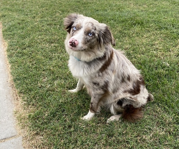 Medium Photo #1  Breeder Profile in GRANGER, WA, USA