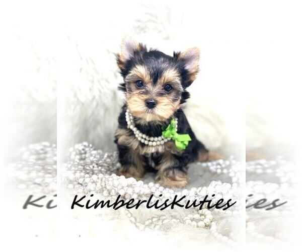Medium Photo #1  Breeder Profile in LIPAN, TX, USA
