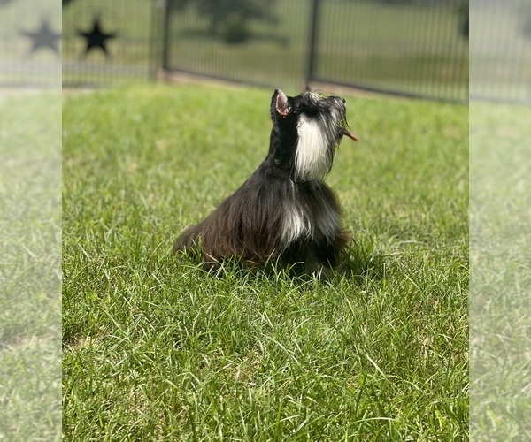 Medium Photo #5  Breeder Profile in JACKSONVILLE, TX, USA