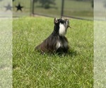 Small #4 Breeder Profile image