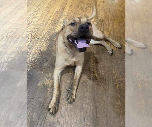 Medium Photo #3  Breeder Profile in MERIDEN, CT, USA