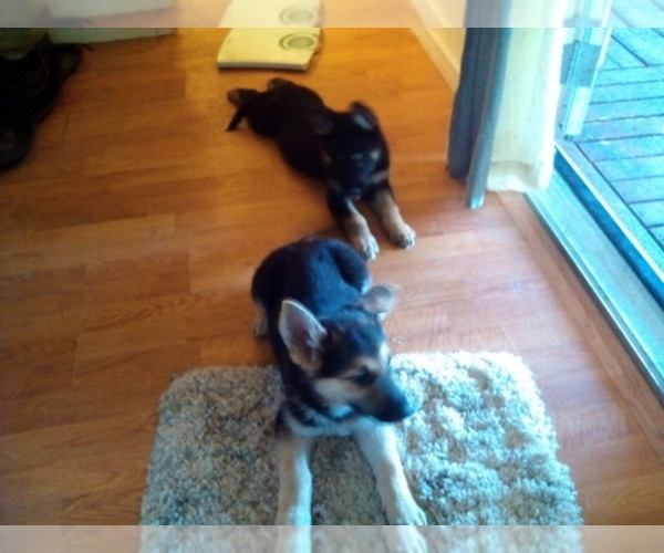 Medium Photo #1  Breeder Profile in RENO, NV, USA