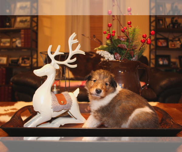 Medium Photo #1  Breeder Profile in SAINT JOE, AR, USA