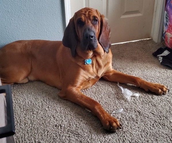 Medium Photo #1  Breeder Profile in ARMONA, CA, USA