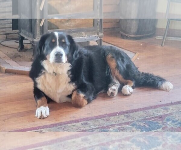 Medium Photo #7  Breeder Profile in MONTROSE, CO, USA