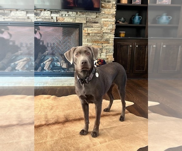 Medium Photo #13  Breeder Profile in ALBANY, MO, USA