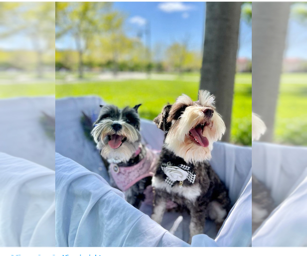 Medium Photo #15  Breeder Profile in RESCUE, CA, USA