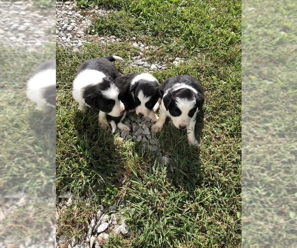 Medium Photo #1  Breeder Profile in CENTRAL CITY, KY, USA