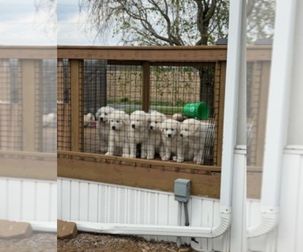 Medium Photo #1  Breeder Profile in CORY, IN, USA