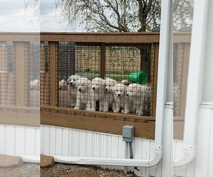 Great Pyrenees Dog Breeder near CORY, IN, USA