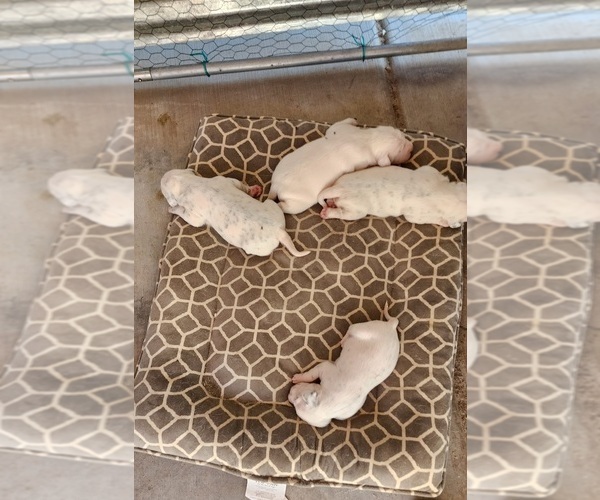 Medium Photo #1  Breeder Profile in APPLE VALLEY, CA, USA