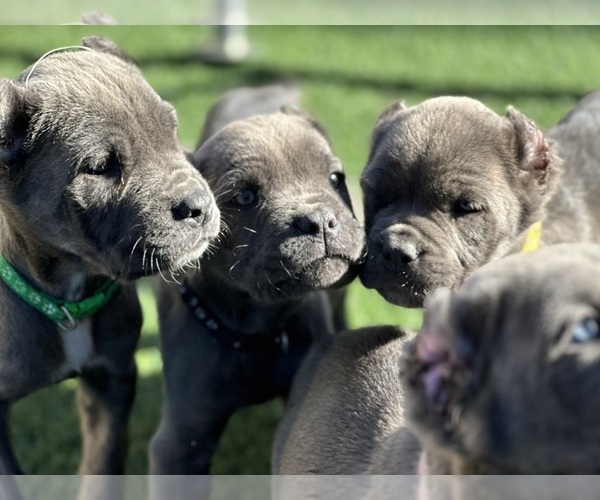 Medium Photo #1  Breeder Profile in MORENO VALLEY, CA, USA