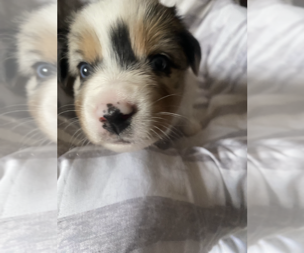 Medium Photo #11  Breeder Profile in ONAWAY, MI, USA