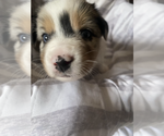 Small #10 Breeder Profile image