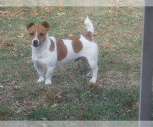 Jack Russell Terrier Dog Breeder near CINCINNATI, OH, USA