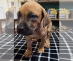 Small #1 Breeder Profile image