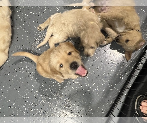 Medium Photo #4  Breeder Profile in FORT LAUDERDALE, FL, USA