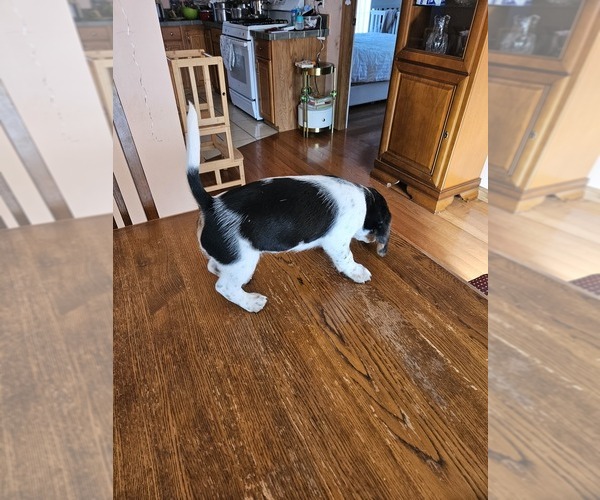 Medium Photo #2  Breeder Profile in LAKE STATION, IN, USA