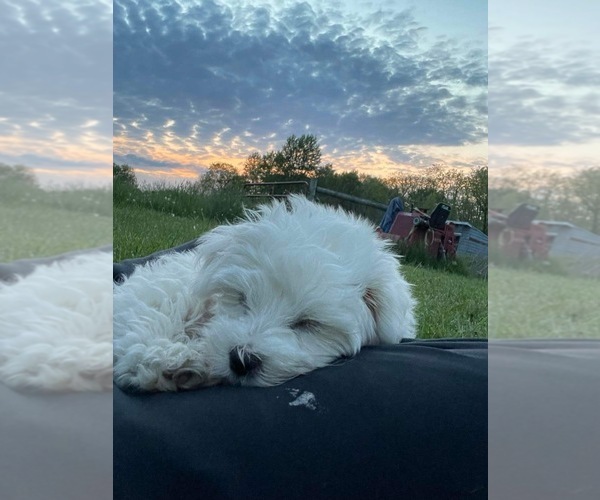 Medium Photo #4  Breeder Profile in VERMONTVILLE, MI, USA