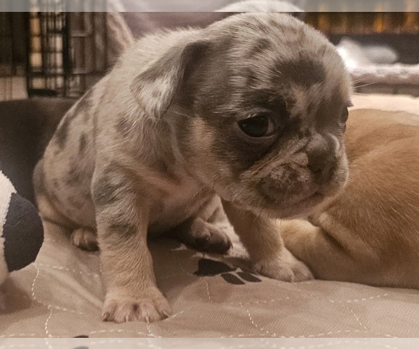Medium Photo #35  Breeder Profile in CHINO HILLS, CA, USA