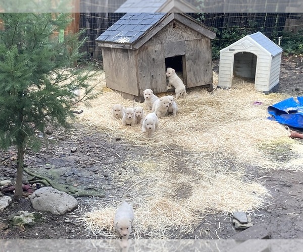 Medium Photo #9  Breeder Profile in MAD RIVER, CA, USA