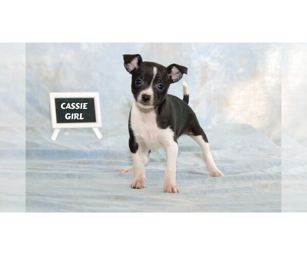 Medium Photo #1  Breeder Profile in CLARE, MI, USA