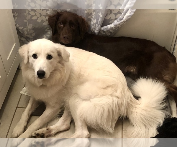 Medium Photo #1  Breeder Profile in KINCHELOE, MI, USA