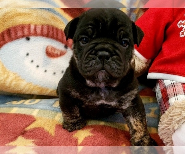 Medium Photo #2  Breeder Profile in GALENA, MO, USA
