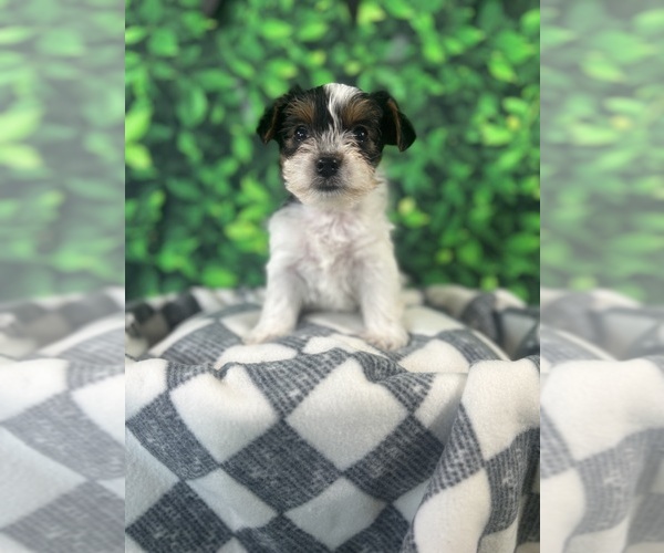Medium Photo #7  Breeder Profile in PEYTON, CO, USA