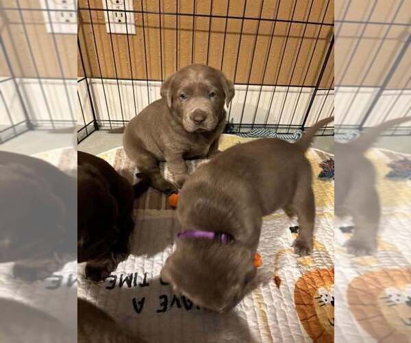 Medium Photo #1  Breeder Profile in CENTRALIA, WA, USA
