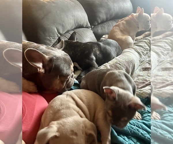 Medium Photo #27  Breeder Profile in BIG RAPIDS, MI, USA