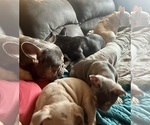 Small Photo #27  Breeder Profile in BIG RAPIDS, MI, USA