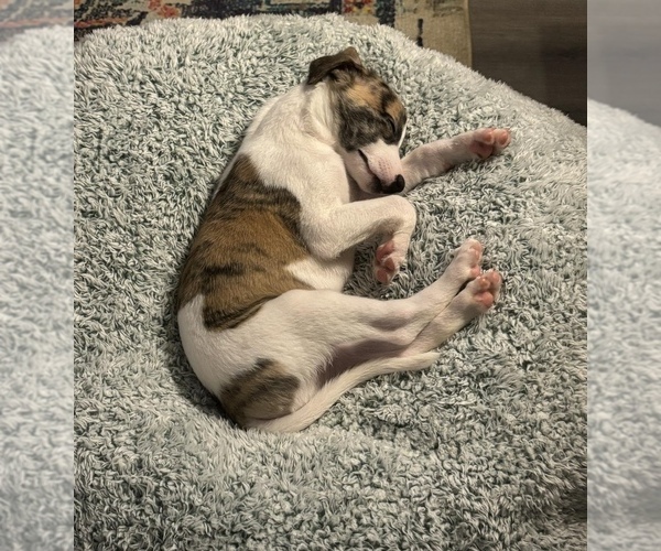 Medium Photo #12  Breeder Profile in TALKING ROCK, GA, USA