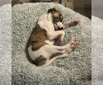 Small #11 Breeder Profile image