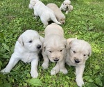 Small #2 Breeder Profile image
