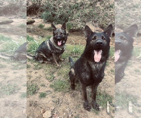 Medium Photo #1  Breeder Profile in PROCIOUS, WV, USA