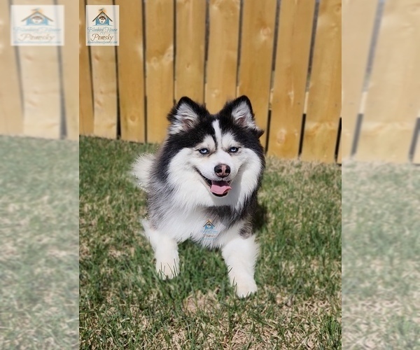 Medium Photo #39  Breeder Profile in BURNS TOWNSHIP, MN, USA