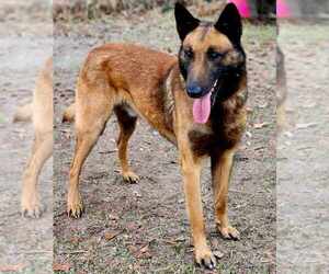 Belgian Malinois Dog Breeder near LUCEDALE, MS, USA