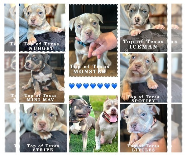 Medium Photo #9  Breeder Profile in HOWE, TX, USA
