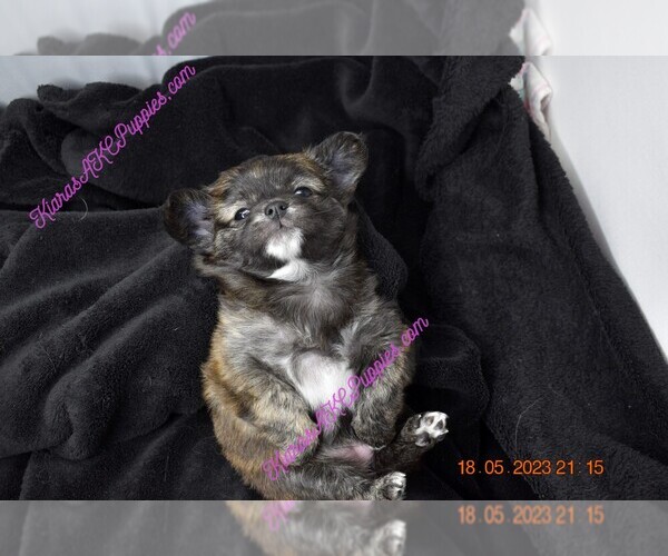 Medium Photo #1  Breeder Profile in STERLING HEIGHTS, MI, USA