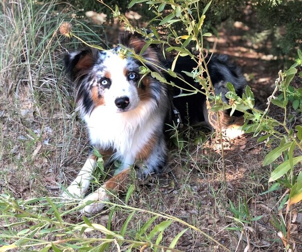 Medium Photo #1  Breeder Profile in CADDO MILLS, TX, USA