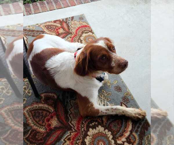 Medium Photo #122  Breeder Profile in HORTENSE, GA, USA