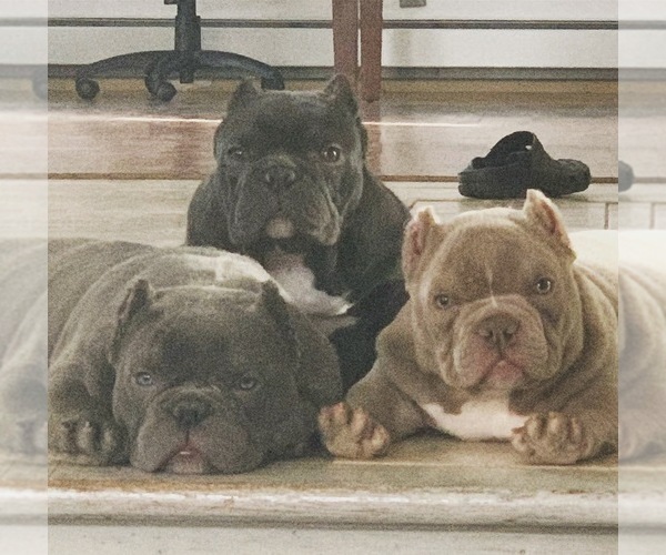 Medium Photo #1  Breeder Profile in MANHATTAN, NY, USA