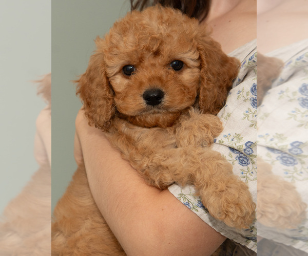Medium Photo #8  Breeder Profile in TOPEKA, KS, USA
