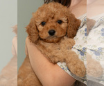 Small #7 Breeder Profile image