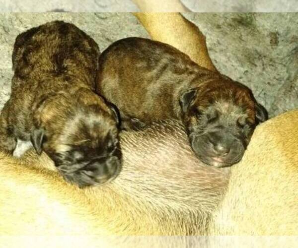Medium Photo #1  Breeder Profile in NOLANVILLE, TX, USA