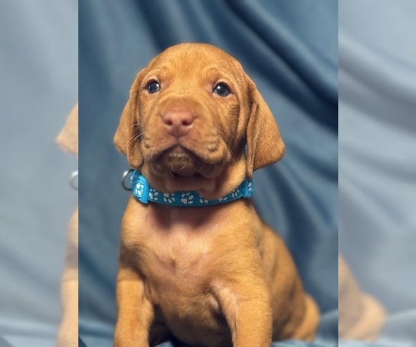 Medium Photo #12  Breeder Profile in ROYSTON, GA, USA