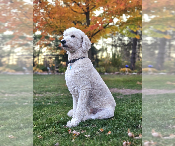 Medium Photo #12  Breeder Profile in JEDDO, MI, USA