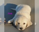 Small #6 Breeder Profile image